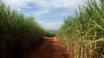 Negócios de etanol hidratado em SP são limitados após mudança tributária, diz Cepea