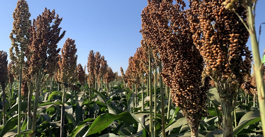 A nova cultivar se destaca por sua precocidade e estabilidade para o plantio na segunda safra, o que garante mais segurança ao produtor