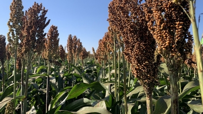 Novo sorgo granífero supera 6 toneladas por hectare e chega ao mercado com alta produtividade