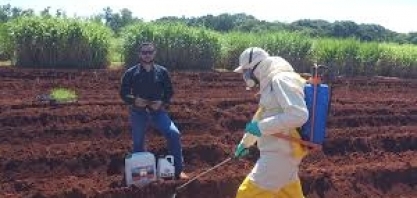 Maior enraizamento e balanço nutricional adequado são essenciais para bom estabelecimento da cultura
