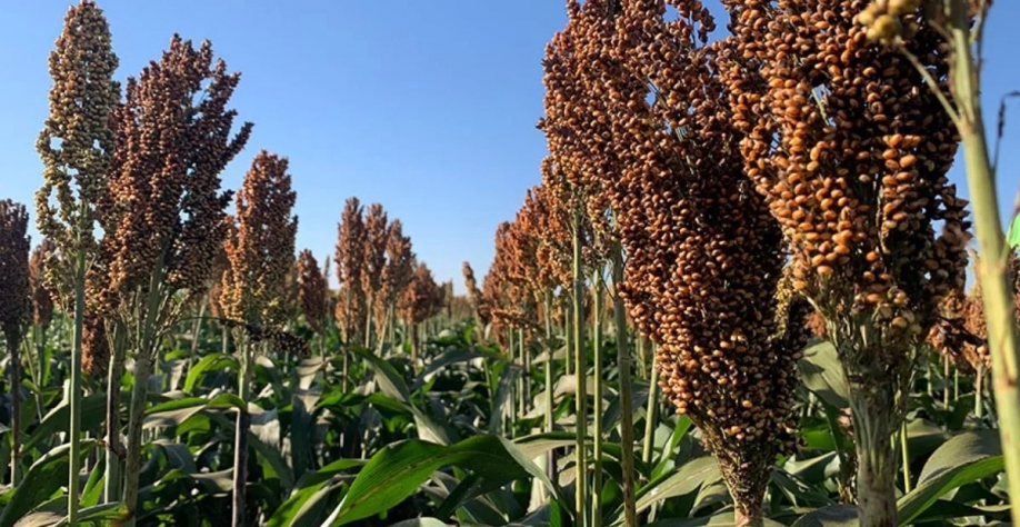Foto: Embrapa Milho e Sorgo/Divulgação