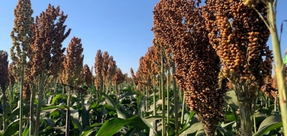 Nova cultivar de sorgo promete alta produtividade e resistência a doenças