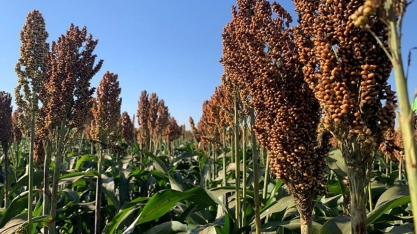 Nova cultivar de sorgo promete alta produtividade e resistência a doenças