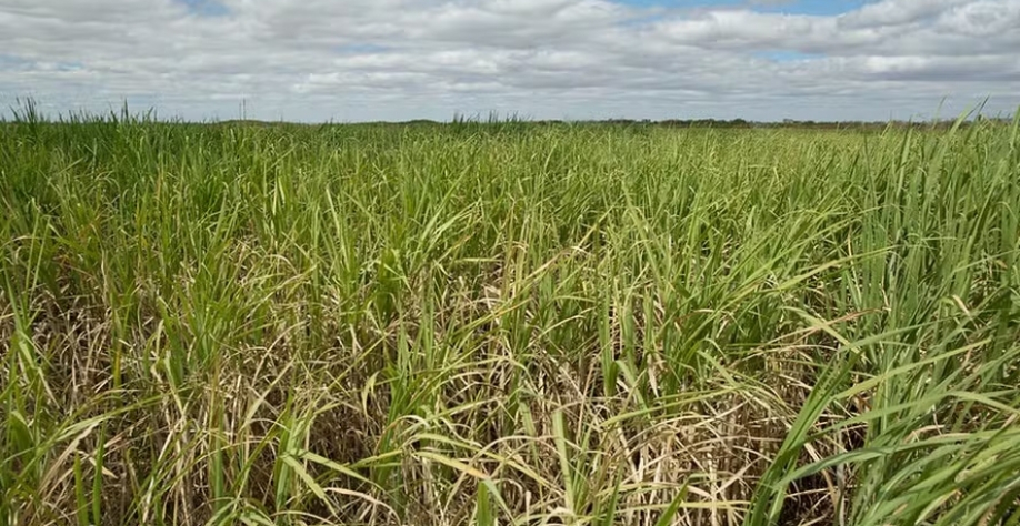 Nas safras anteriores de cana-de-açúcar, o CTC distribuiu apenas o percentual mínimo obrigatório de dividendos — Foto: Wenderson Araujo/CNA