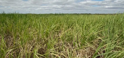 CTC propõe distribuição de 35% do lucro líquido aos acionistas