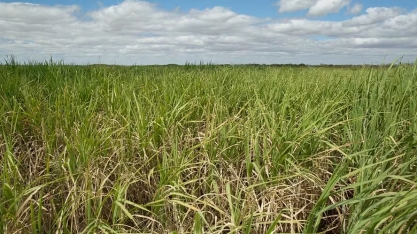 CTC propõe distribuição de 35% do lucro líquido aos acionistas