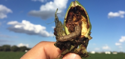 Quebra de resistência de biotecnologias de milho e algodão impõe desafios ao produtor na safra, alerta pesquisador