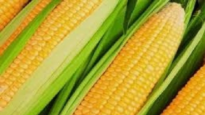 Milho reverte e encerra em baixa em Chicago, seguindo sinais de fraca demanda para etanol nos EUA