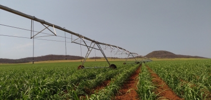 Irrigação nas áreas de renovação em 2025