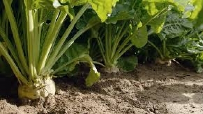 Ucrânia deve produzir 17% menos de açúcar em 2025/26, projeta USDA