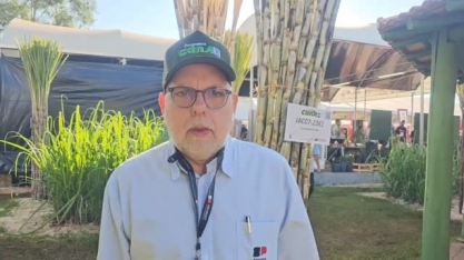 Variedade IAC07-2361 apresenta cana com peso de cerca de 3 quilos e até 15 canas por metro