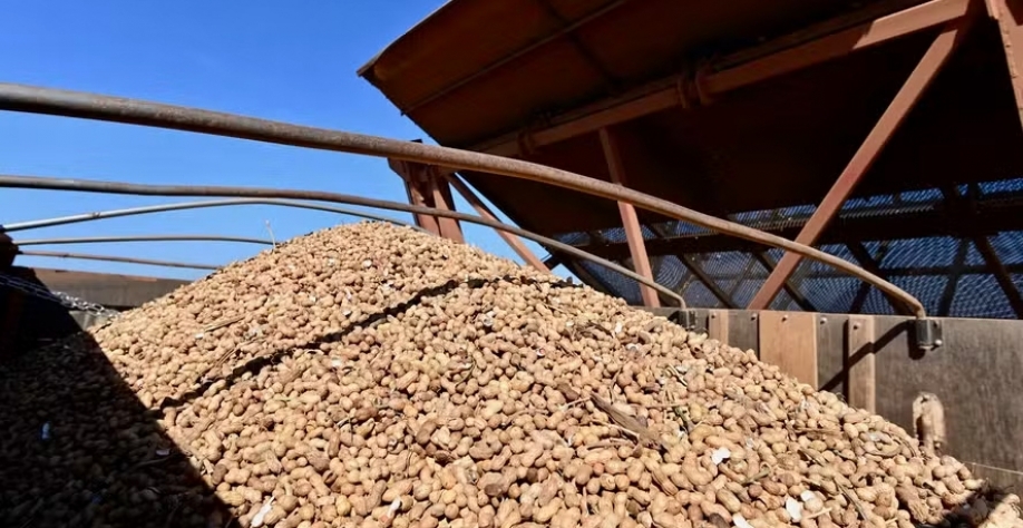 Colheita de amendoim em Nova Ubiratã (MT). Indústria está otimista com abertura do mercado chinês para o farelo do grão — Foto: Ruy Baron
