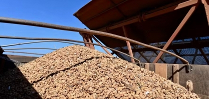 Setor de amendoim projeta expansão da produção de farelo com demanda chinesa