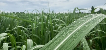 Chuvas renovam esperanças de fornecedores de cana