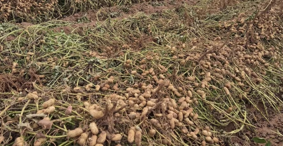 Campo experimental de variedades de amendoim do IAC, em SP — Foto: Marcos Michelotto