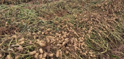 Amendoim avança no Brasil com pesquisa, atrai produtores em SP e bate recorde de produção