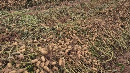 Amendoim avança no Brasil com pesquisa, atrai produtores em SP e bate recorde de produção