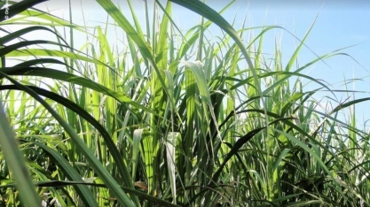 SP é uma potência agroambiental, conciliando produção agrícola e preservação ambiental