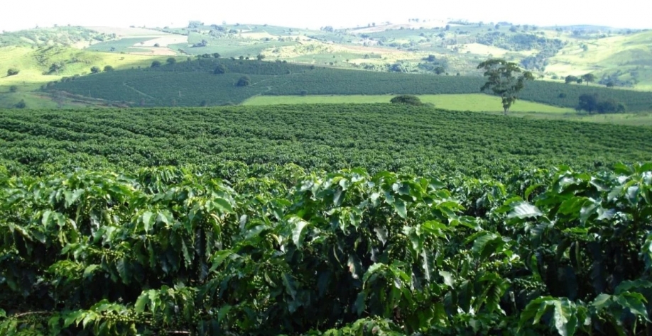Lavoura de café na região de Franca (SP): há relatos de furto do grão verde, ainda no pé - Foto: Cocapec/Divulgação