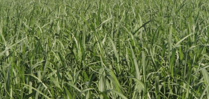 Com a irrigação é fundamental adotar variedades de cana resistentes às principais doenças da cultura.