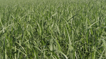 Com a irrigação é fundamental adotar variedades de cana resistentes às principais doenças da cultura.