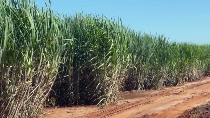 RJ: início da safra da cana-de-açúcar