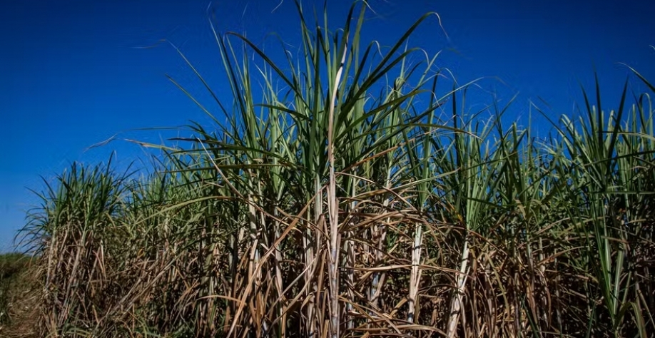Plantas invasoras ‘competem’ com a cana por recursos — Foto: Wenderson Araújo/CNA