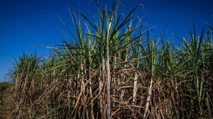 Tecnologia identifica e combate plantas invasoras da cana-de-açúcar