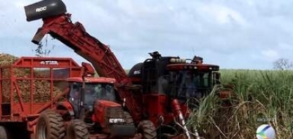 Minas Gerais terá queda na produção de cana-de-açúcar