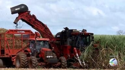 Minas Gerais terá queda na produção de cana-de-açúcar