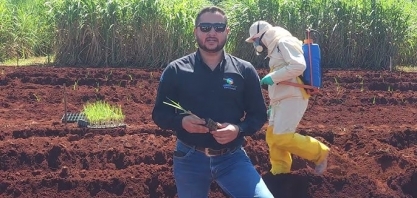 Maior enraizamento e balanço nutricional adequado são essenciais para bom estabelecimento da cultura
