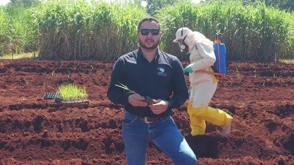 Maior enraizamento e balanço nutricional adequado são essenciais para bom estabelecimento da cultura