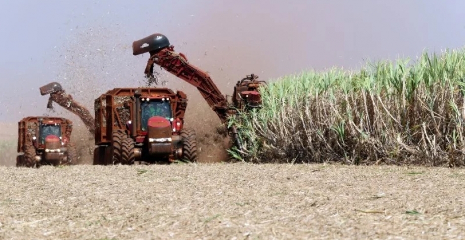 Colheitadeiras em plantação de cana-de-açúcar