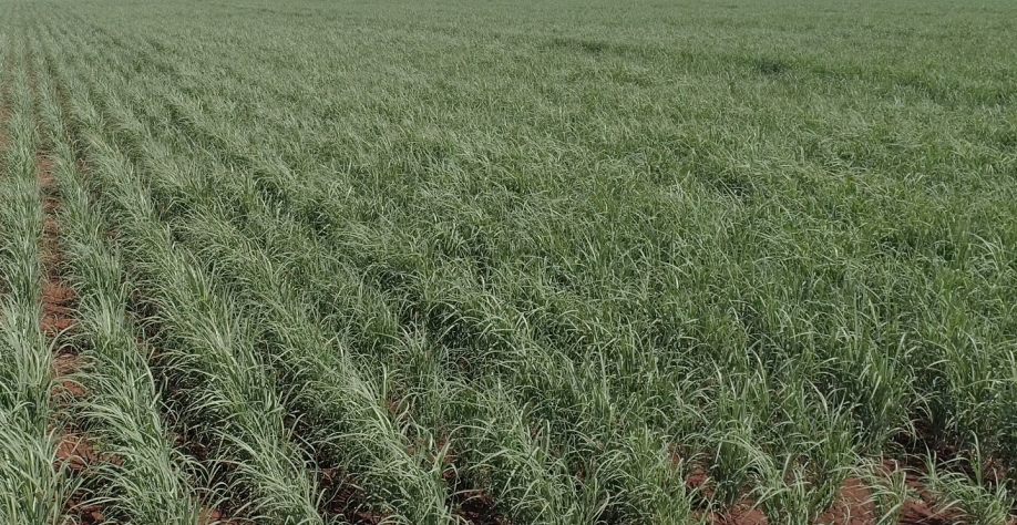 Sem a irrigação de salvamento, basta um ano mais seco para a longevidade dos canaviais ser impactada negativamente. Foto: Divulgação CanaOnline