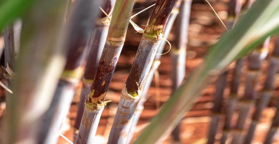 Boa brotação, porte ereto, alto perfilhamento e resistência às principais doenças são algumas das características que devem ser buscadas. Foto: Arquivo CanaOnline