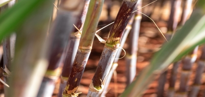 Sucesso ou fracasso do sistema irrigado passa pela escolha da variedade