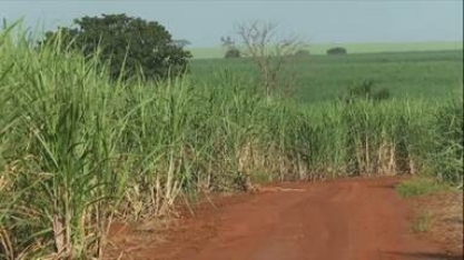 Começa a colheita de cana-de-açúcar em SP