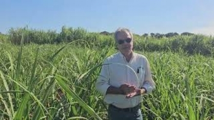 Lavoura intercalar aumenta a produtividade da cana-soca em até 20%