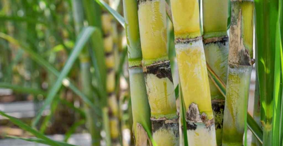 A bioeletricidade produzida pela cana-de-açúcar é responsável por 15% da energia elétrica produzida no Brasil