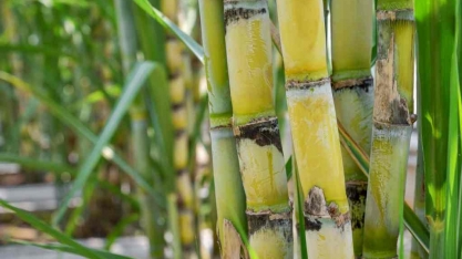 A importância da bioeletricidade para a segurança energética do Brasil