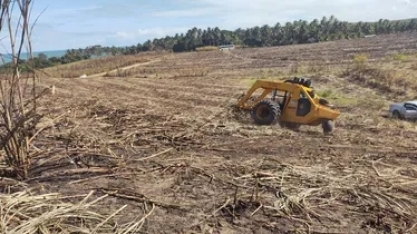 AL: das 17,4 milhões de toneladas de cana da safra 24/25, sete milhões foram de fornecedores