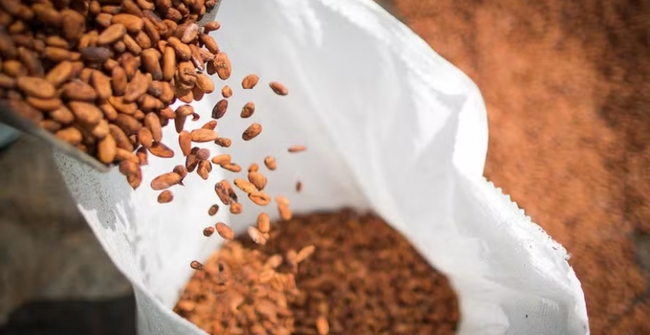 Desvalorização do cacau reflete um sinal de recomposição dos estoques globais — Foto: Wenderson Araujo/CNA