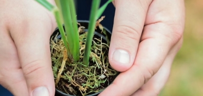 Moradores da Vila Industrial visitam Fazenda Ecológica com apoio da RAA