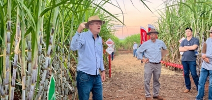 IACSP95-5094 foi destaque no 4o Dia de Campo da Agropecuária Barreiro Diamante