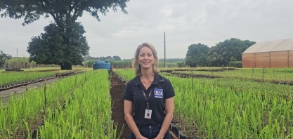 Estação de Muda Pré-Brotada (MPB) será uma das atrações do Cana Show-IAC2025