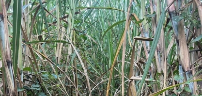 Corteva Agriscience integra a programação do Herbishow abordando o controle de plantas daninhas de folhas largas e de difícil controle na cana-de-açúcar