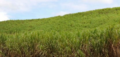 Recife recebe Pernambuco Carbon Summit com foco em inovação sustentável e créditos de carbono