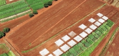 FMC levará no Cana Show-IAC novidades no controle de Sphenophorus levis e Comando Nematoide