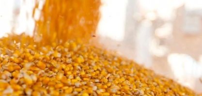 Evolua Etanol quer priorizar o combustível de milho