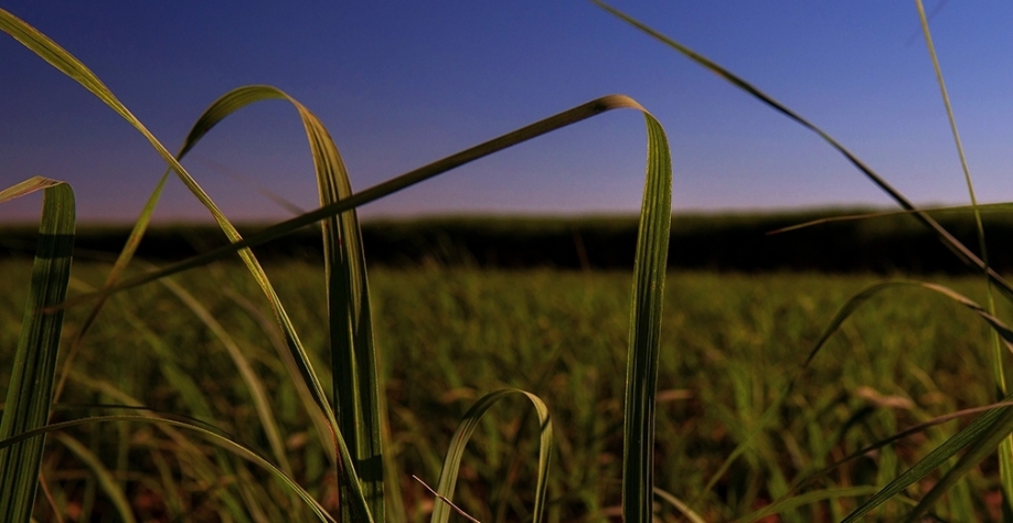 Foto: divulgação Raízen 